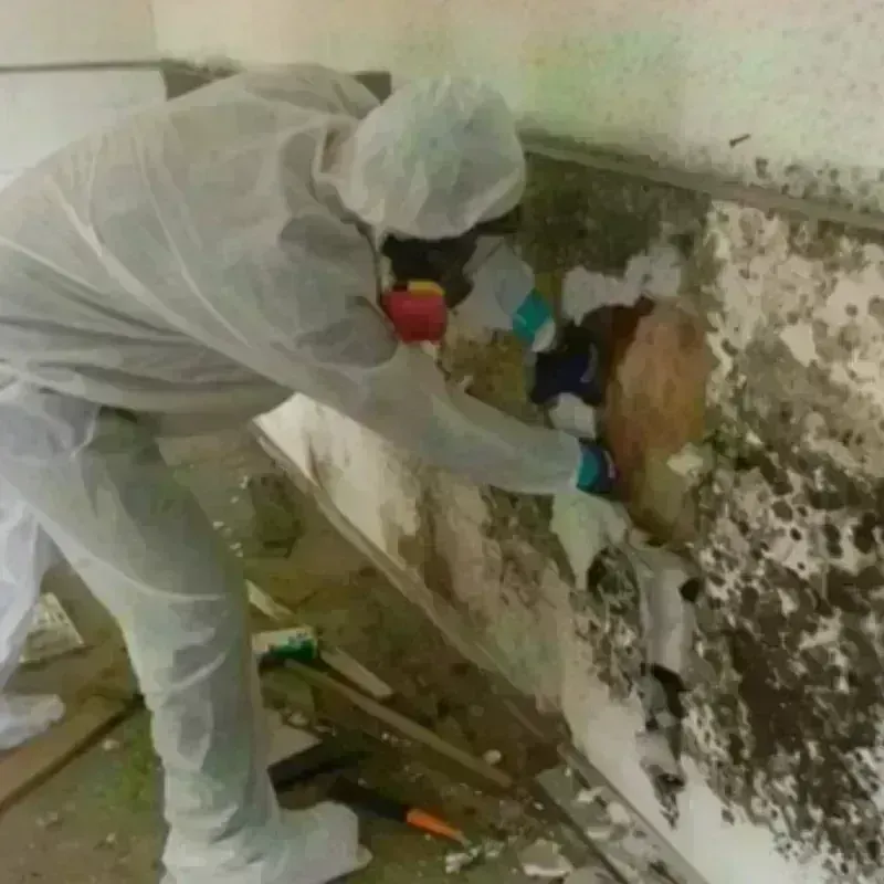 Mold Remediation and Removal in Zillah, WA